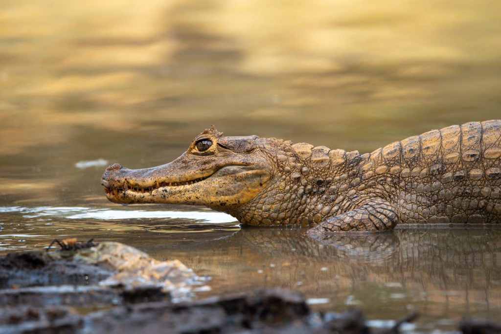 Freshwater Alligator at the big Pond