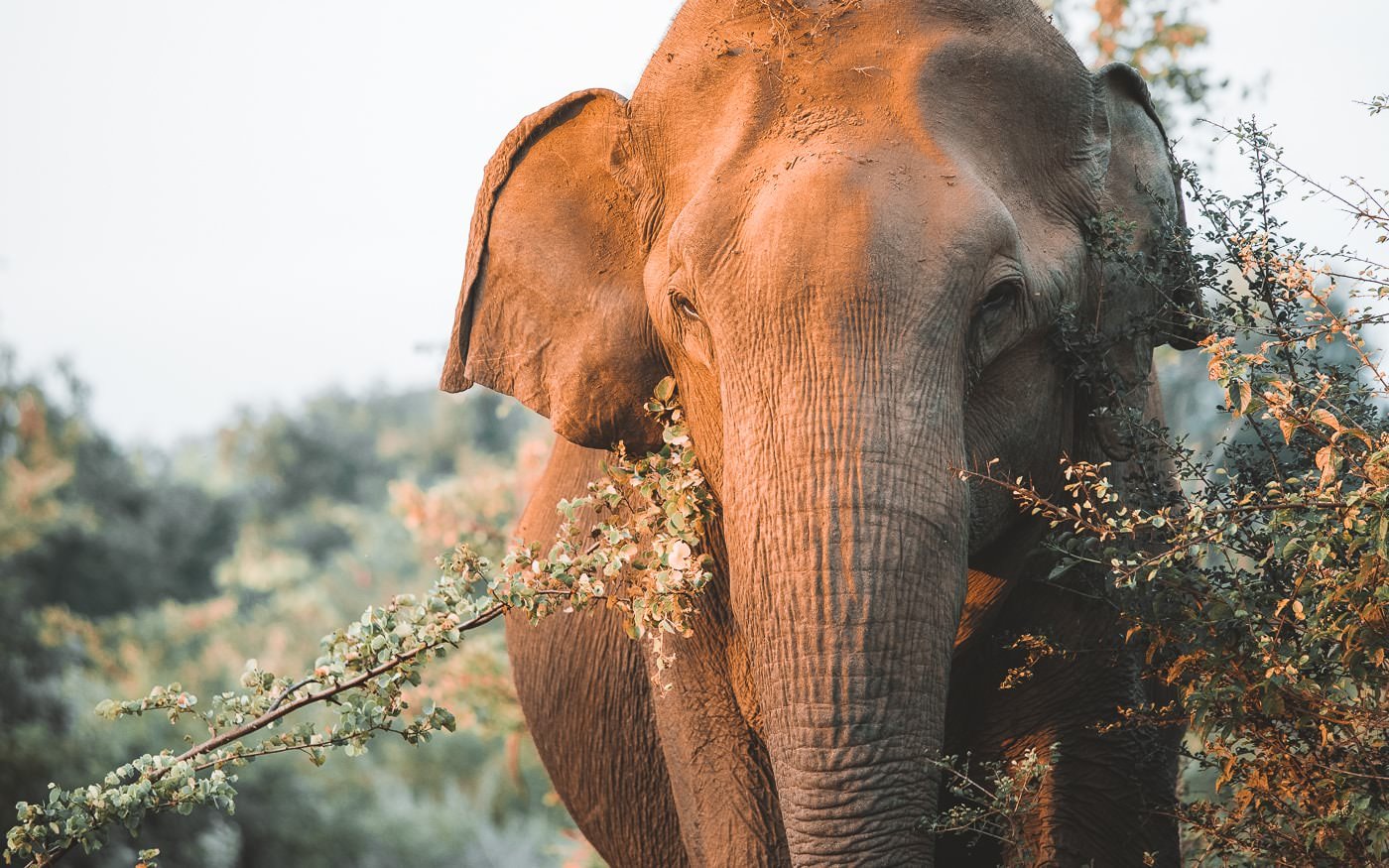 Asian elephant Sri Lanka Destination Page