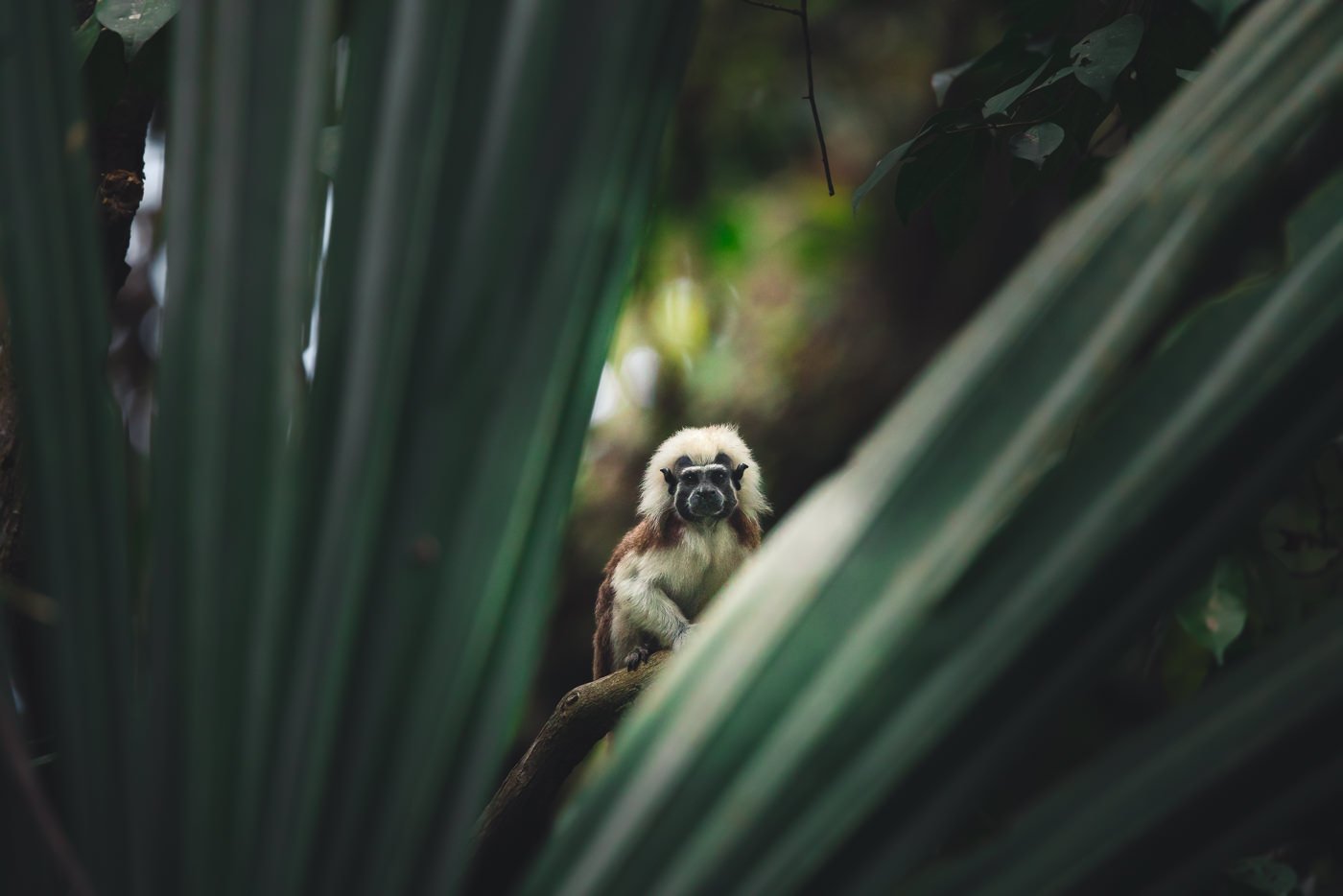 Cotton top tamarin monkey in Tayrona National Park, Colombia