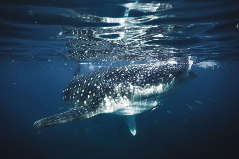 WHALE SHARK UNDERWATER PHOTO IN THE PHILIPPINES ISLANDS